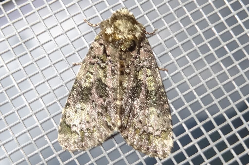 Craniophora ligustri - Noctuidae